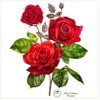 Róża 'Crimson Bouquet' — body dla niemowlaka