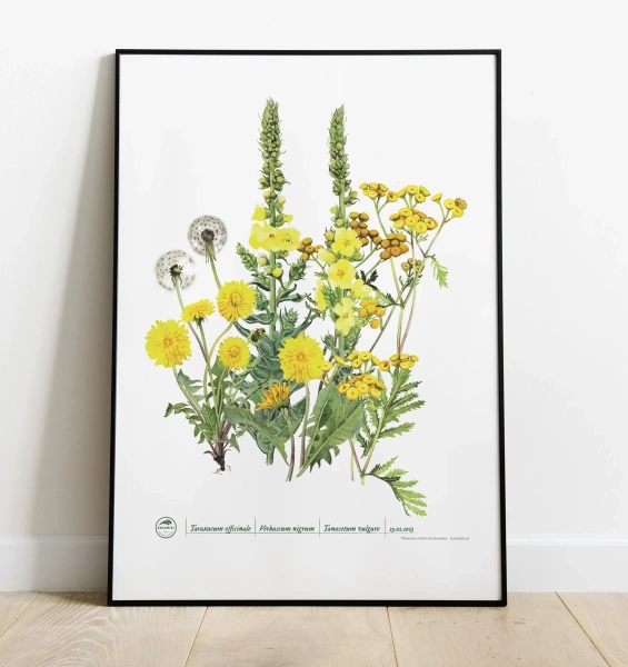 Złote zioła — plakat